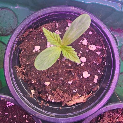 Eldorado OG growlog timeline photo