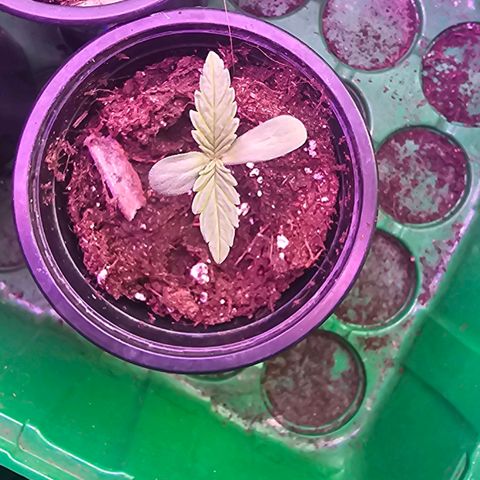 Gorilla Zkittlez growlog timeline photo