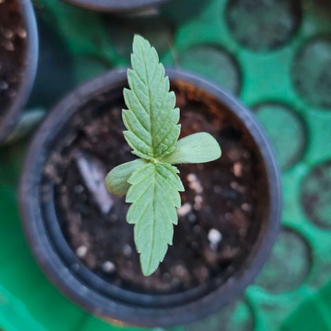 Gorilla Zkittlez growlog timeline photo