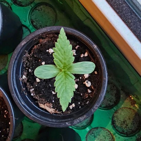 Eldorado OG growlog timeline photo