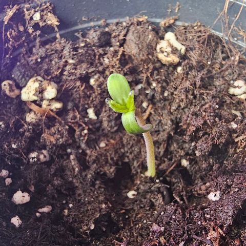 Cheese growlog timeline photo