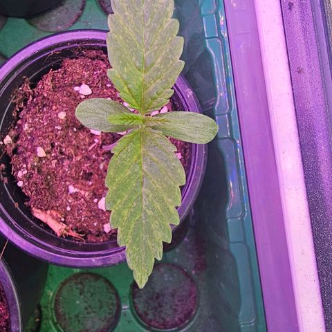Eldorado OG growlog timeline photo