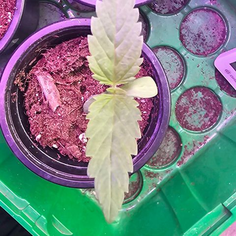 Gorilla Zkittlez growlog timeline photo