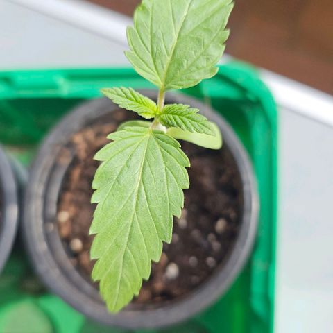 Gorilla Zkittlez growlog timeline photo