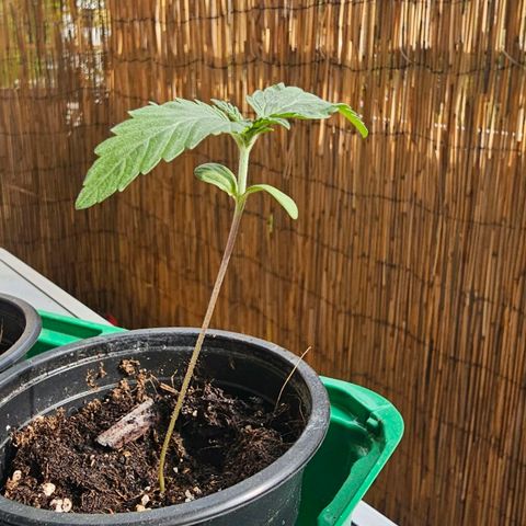 Gorilla Zkittlez growlog timeline photo
