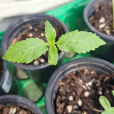 Eldorado OG growlog timeline photo