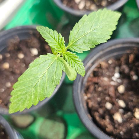 Eldorado OG growlog timeline photo