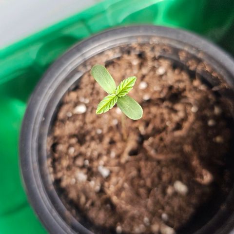 Cheese growlog timeline photo
