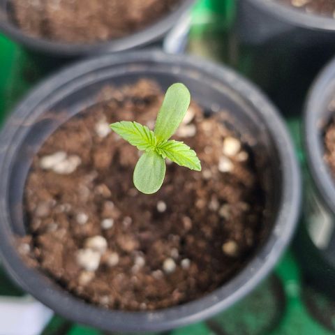 Cheese growlog timeline photo