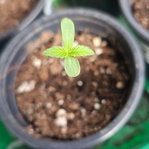 Cheese growlog timeline photo