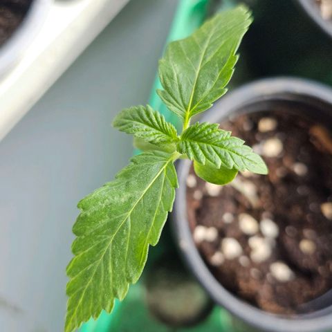 Eldorado OG growlog timeline photo