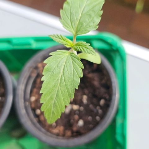 Gorilla Zkittlez growlog timeline photo