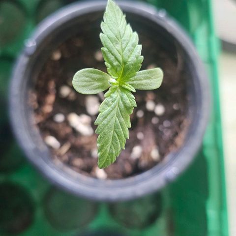 Cheese growlog timeline photo