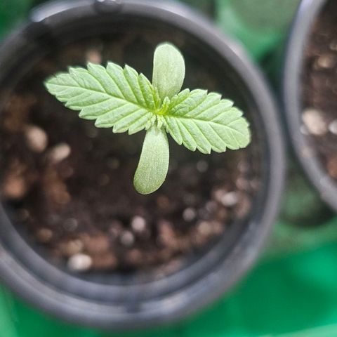 Cheese growlog timeline photo