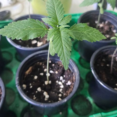 Eldorado OG growlog timeline photo