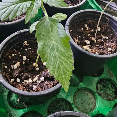 Eldorado OG growlog timeline photo