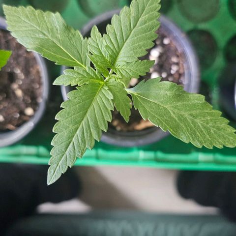 Eldorado OG growlog timeline photo