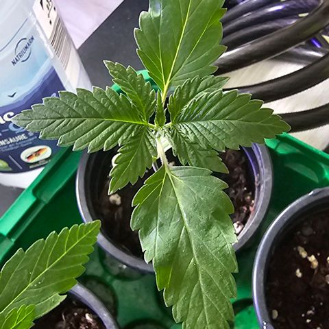 Gorilla Zkittlez growlog timeline photo