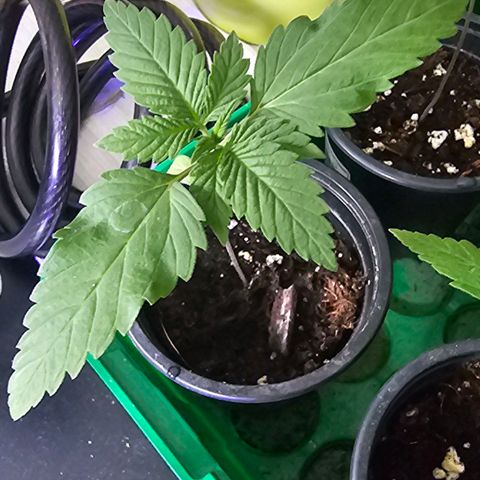 Gorilla Zkittlez growlog timeline photo