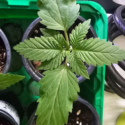 Gorilla Zkittlez growlog timeline photo