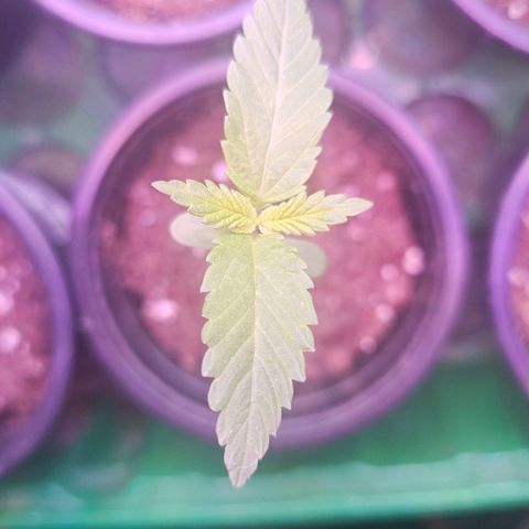 Cheese growlog timeline photo