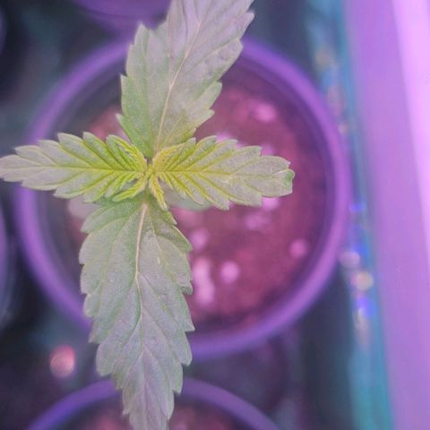 Cheese growlog timeline photo
