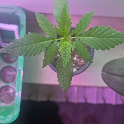 Eldorado OG growlog timeline photo