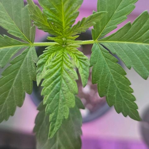 Eldorado OG growlog timeline photo