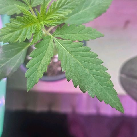 Eldorado OG growlog timeline photo