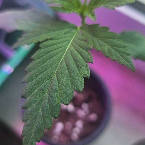 Eldorado OG growlog timeline photo