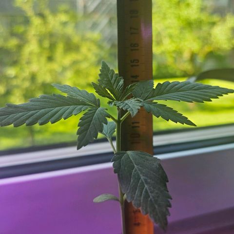 Eldorado OG growlog timeline photo