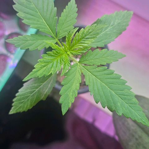 Eldorado OG growlog timeline photo