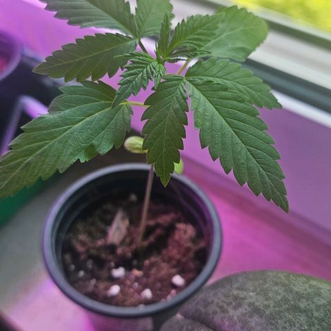 Gorilla Zkittlez growlog photo: First Roots coming out