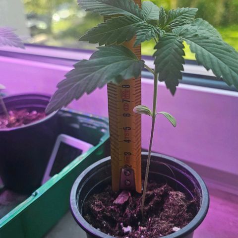 Gorilla Zkittlez growlog photo: First Roots coming out