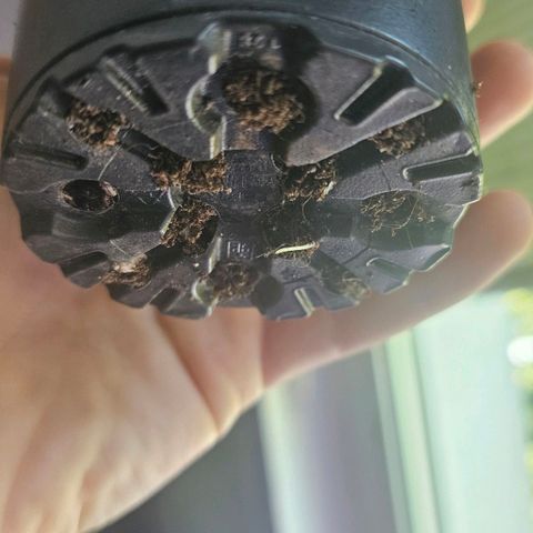 Gorilla Zkittlez growlog photo: First Roots coming out