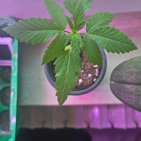 Gorilla Zkittlez growlog photo: First Roots coming out