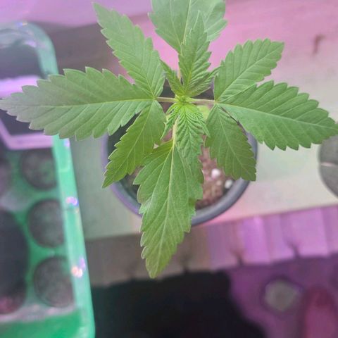 Gorilla Zkittlez growlog photo: First Roots coming out