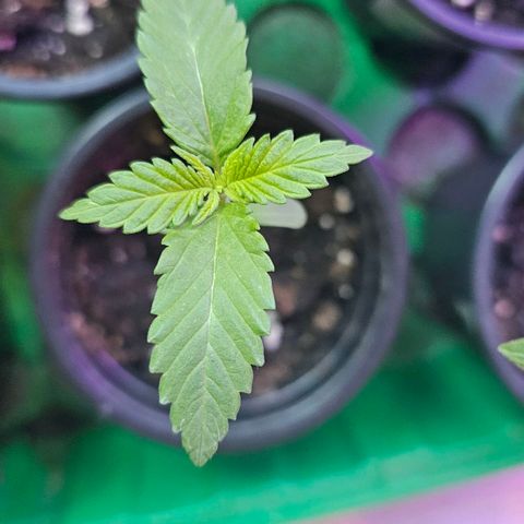 Cheese growlog timeline photo