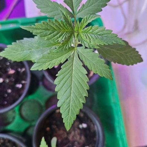 Eldorado OG growlog timeline photo