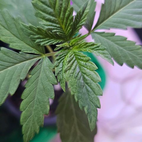 Eldorado OG growlog timeline photo