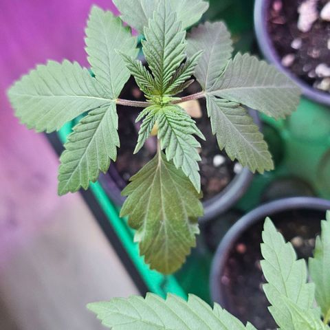 Gorilla Zkittlez growlog timeline photo