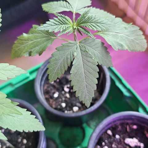 Gorilla Zkittlez growlog timeline photo