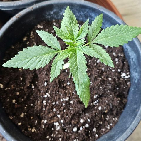 Eldorado OG growlog photo: Umtopfen 