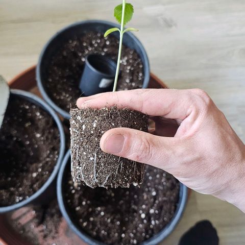 Eldorado OG growlog photo: Umtopfen 