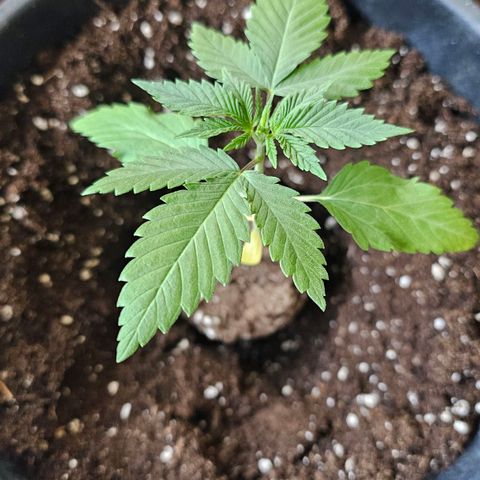 Gorilla Zkittlez growlog photo: Umtopfen 