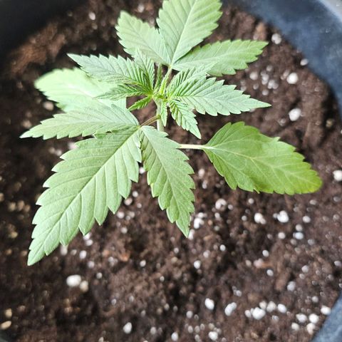 Gorilla Zkittlez growlog timeline photo