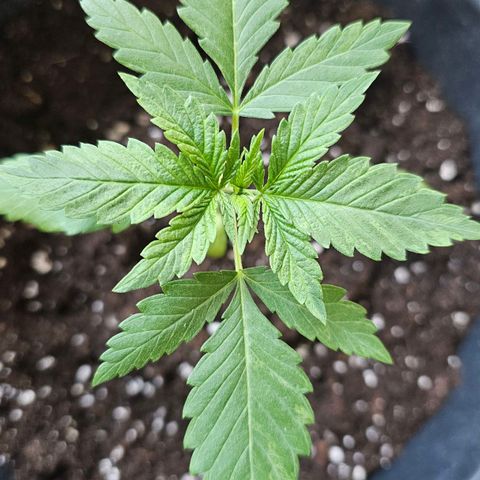 Eldorado OG growlog timeline photo