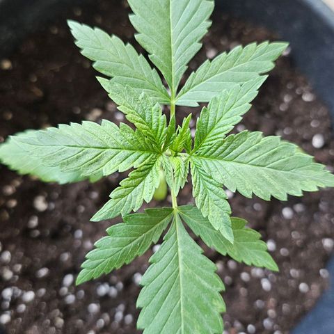 Eldorado OG growlog timeline photo