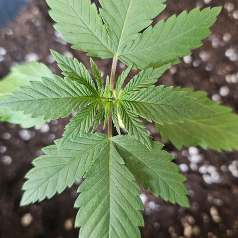 Gorilla Zkittlez growlog timeline photo