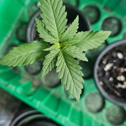 Cheese growlog timeline photo